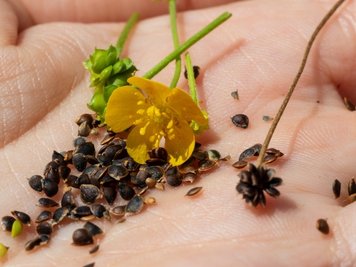 Blüte, Samenstände und reife Samen des Hahnenfußes - nur letzteres von dieser Pflanze wird von den Naturfreunden eingesammelt.