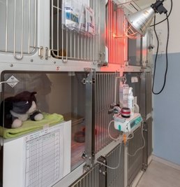 Im hinteren Bereich der Klinik befinden sich zwei Stationen mit komfortablen Boxen.