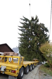 Beim Ablegen auf den Tieflader bracht die Spitze des Baumes ab.