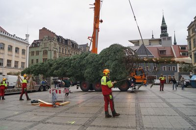 Der Baum "schwebt" auf dem Hauptmarkt ein.