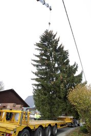 Die Riesenfichte für den Plauener Weihnachtsmarkt vor dem Malheur.