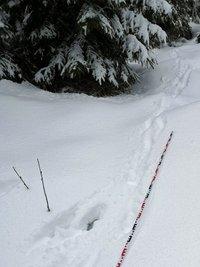 Ein Wolfsrüde noch unbekannter Herkunft könnte zwischen Großrückerswalde und Rübenau ansässig geworden sein. 