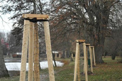 Winterlinden brauchen durch breite Wurzelballen stabilen Halt mittels Dreibock.
