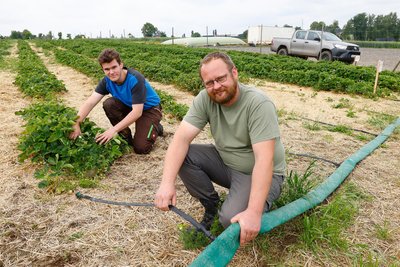 Praktikant Maximilian Schäffner (links) lernt bei Georg Stiegler, wie viel Arbeit Erdbeerfelder machen. So ist eine Tröpfchenbewässerung (Foto) in der Erde verlegt.
