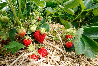 Bei den frühen Erdbeersorten sind die ersten Früchte bereits reif.