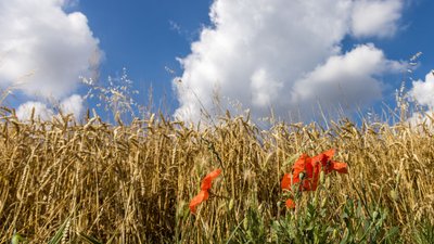 In Sachsen-Anhalt werden zum Wochenende Gewitter erwartet. (Archibvild)