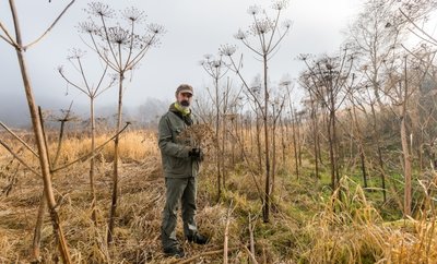 Nomen est Omen: Der Riesen-Bärenklau wird größer als ein Mensch. Kay Meister kennt den Standort nahe Rübenau.