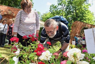 Frank Hofmann aus Dresden schaut sich bei den Duftrosen um.