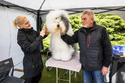 Mit ruhiger Hand und viel Geduld bringen Mario und Anja Stein ihre Bobtailhündin „Yoyo“ vor der Bewertung noch einmal in Form. Die zweieinhalbjährige Hündin aus Fraureuth hat bereits mehrfach internationale Preise gewonnen.