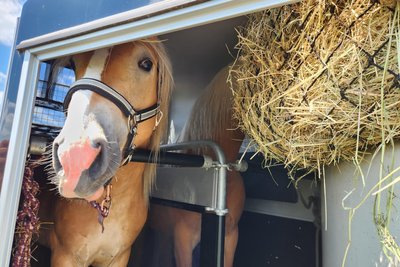 Die Hengste der Züchterin wurden in Geringswalde an einem anderen Standort gefunden als die Stuten. Sie kommen nun erst einmal auf einem Gestüt unter.