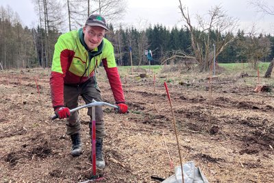 Forstwirt Nick Mosig pflanzt je drei Sorten Rot- und Orientbuchen. Sachsenforst hat einen Versuchswald angelegt, um zu schauen, wie sich die Bäume entwickeln.