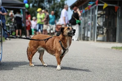 2007 wurde der Verein "Tierfreunde helfen Tieren in Not" gegründet, der das Tierheim betreibt. 