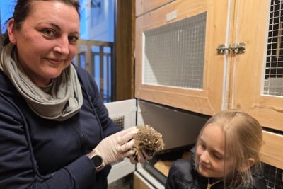Die Tierfreundin mit einem Jungigel, der in Steinpleis gefunden wurde und nun aufgepäppelt wird.