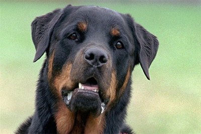 Ein Rottweiler wie der auf dem Illustrationsfoto hat vor einem Jahr eine junge Frau im Raum Freiberg  attackiert und schwer verletzt.