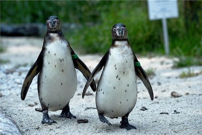Humboldt-Pinguine im Amerika-Tierpark Limbach-Oberfrohna 