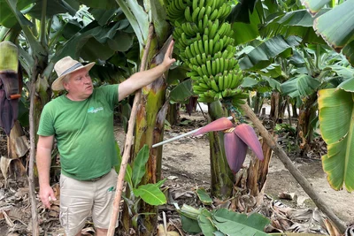 Steven Tevissin führt durch die Plantage des Museo del Platano. Er steht vor einer Bananenblüte. Unten sieht man noch die Blütenblätter, unter denen die kleinen Bananen zu sehen sind.
