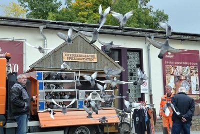 Zur Tradition gehört es, dass beim Lauterer Vugelbeerfast Tauben aufsteigen.