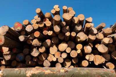 Zum Abtransport gelagertes Holz: Nahe Bad Elster wurden solche Stämme gestohlen.