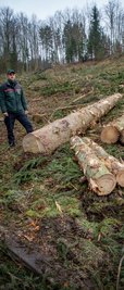 Da der stark gelichtete Waldbestand eine Gefahr für den Straßenverkehr darstellt, so Tilo Stoll, müssen einige Bäume entfernt werden.
