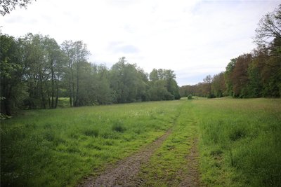 Die große Wiese unmittelbar am Tierheim am Waldsachsener Weg bietet viel Auslauf für die Hunde, die auch von ehrenamtlichen Helfern Gassi geführt werden.