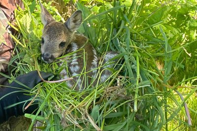 Mit Handschuhen und Gras wird das Kitz behutsam angefasst, damit möglichst kein menschlicher Geruch an dem Tier haftet.