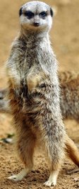 
              <p class="artikelinhalt">Säugetier-Pendant zum Fossilfund: Erdmännchen im Tierpark Chemnitz.</p>
            