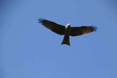 Ein Schwarzmilan sucht aus der Luft nach Mäusen, die bei der Mahd übers Feld rennen.