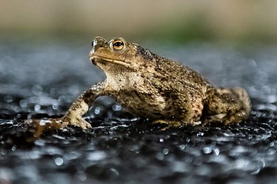 Jedes Jahr sterben Amphibien auf Straßen während ihrer Wanderung zu den Laichgewässern.
