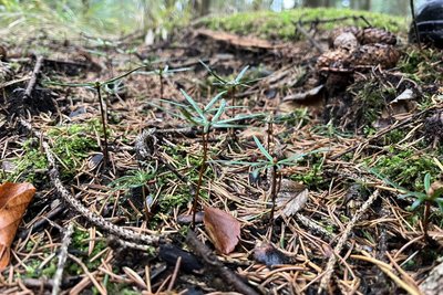 Die ausgesäten Weißtannen im Geyerschen Wald sind erst wenige Zentimeter hoch. Doch das Säen hat einen Vorteil.