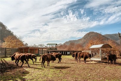 Wisente auch aus Chemnitz leben nun in der Auswilderungsstation im Shahdag-Nationalpark im Großen Kaukasus. 
