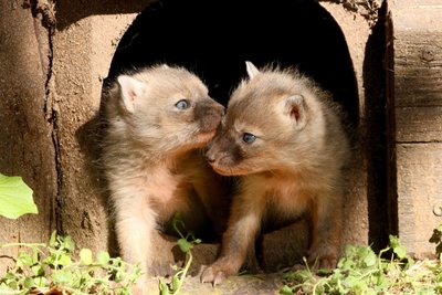Bereits Anfang April kam der Korsak-Nachwuchs im Tierpark Chemnitz zur Welt, nun zeigen sie sich auch den Besuchern. (Handout)