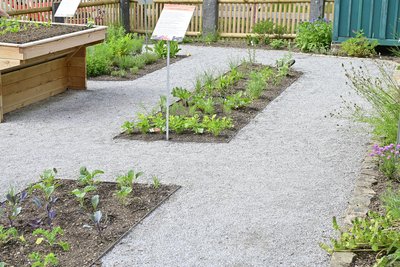 Der inklusive Bauerngarten mit einem Rollstuhl befahrbaren Hochbeeten und breiten Wegen.
