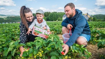 Mandy Wellnitz, Anton Ficker und Sebastian Ficker (v. l.) sind in Lauter Erdbeeren pflücken gewesen. Diese verarbeiten sie unter anderem zu Marmelade und Schnaps, die meisten werden aber frisch gegessen. 
