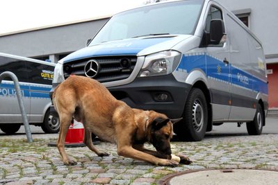 Drogenspürhund Pepe konnte in einer Wohnung Marihuana finden.