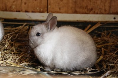 Ein Kaninchen der Rasse "Farbenzwerge siamesenfarbig gelb" aus der Zucht von Maria Oswald. Foto: Claudia Dohle
