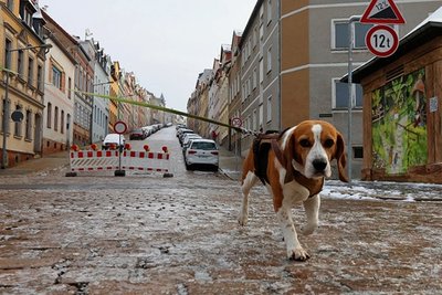 Die Steile Wand in Meerane ist am Montag wegen Eisglätte gesperrt worden. Selbst Beagle "Rocky" hat trotz "Allradantrieb" Probleme beim Gassi gehen.