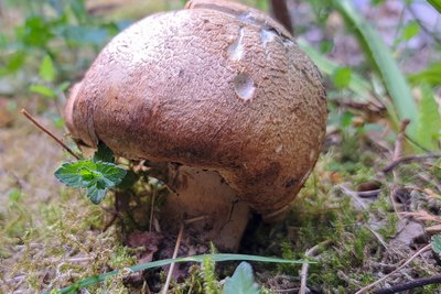 Auch ein Fund aus diesen Tagen: Agaricus augustus, ein Champignon.