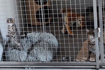 Spendenaktion der Schüler in Mittweida für das Tierheim Chemnitz.