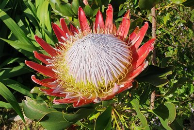 Die Königsprotea ist die Nationalblume Südafrikas. Ihre Blüte misst bis zu 30 Zentimeter im Durchmesser.