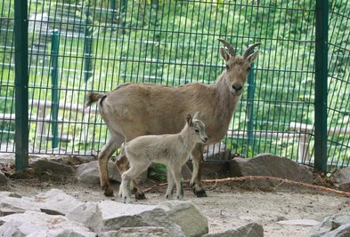 Bereits im Mai gab es bei den Westkaukasischen Steinböcke Nachwuchs.
