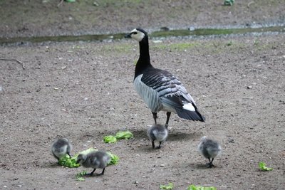 Auch bei den Weißwangengänsen gibt es derzeit Jungtiere zu beobachten.
