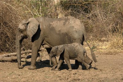 Steppenelefantenkuh mit Kalb: Zahnlos hat sich durchgesetzt. 