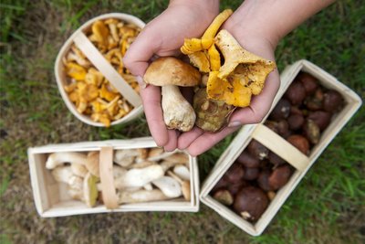Pilzfreunde sind am 3. Oktober im Geyrischen Wald gefragt.