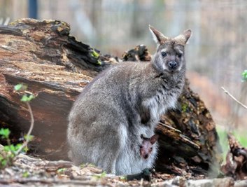 Etwas Geduld ist nötig, um das Känguru mit seinem Nachwuchs vor die Linse zu bekommen. 