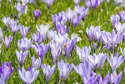 Bei den im Volksmund auch „Nackte Jungfern“ genannten Blumen in Drebach  handelt es sich um Frühlings-Krokusse der Spezies Crocus albiflorus subsp. neapolitanus.