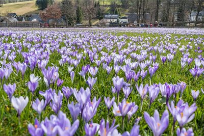 Auf etwa sieben Hektar wachsen die Krokusse in Drebach.