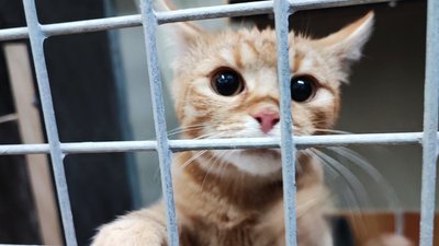 Spendenaktion der Schüler in Mittweida für das Tierheim Chemnitz.