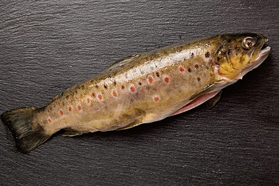 Bachforellen leben in kalten, sauerstoffreichen und schnell fließenden Gewässern, werden aber meist in Aquakultur gezüchtet. Ihr Fleisch ist hell und zart, die Gräten lassen sich leicht entfernen. Geeignet für alle Zubereitungsarten.