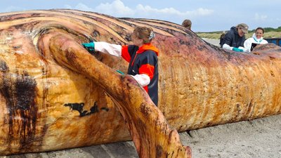 Fachleute obduzierten den als "Timmy" bekannten Buckelwal am Strand der Insel Anholt.