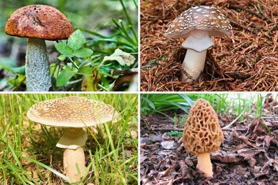 Im Erzgebirge wachsen das gesamte Jahr über Pilze im Wald. Wann welcher Pilz besonders häufig zu finden ist, zeigt der „Freie Presse“-Pilzführer für das Erzgebirge.
